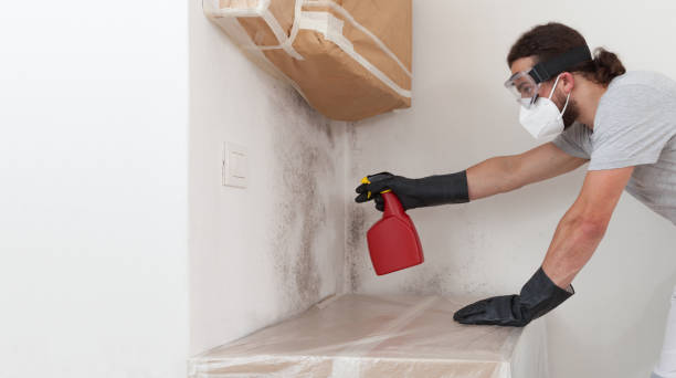 Professional Attic Mold Remediation technician working in Freehold, NJ