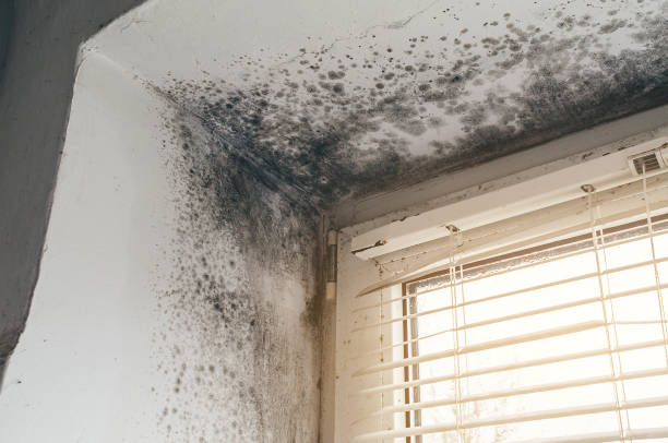 Affordable Attic Mold Remediation solutions in Freehold, NJ
